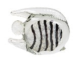 AXEL GLASS FISH BLACK WHITE STRIPE - SMALL