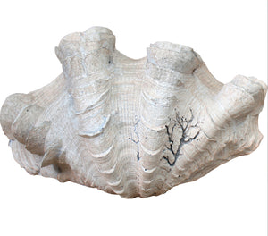 NATURAL RESIN CLAM SHELL