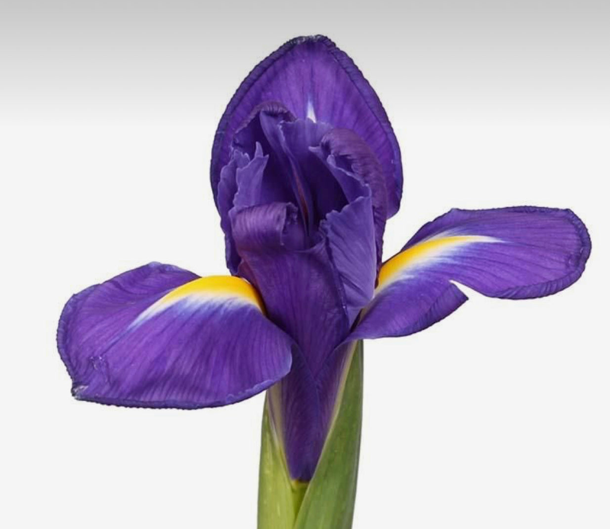 Iris stems - single
